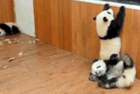 GIF|国宝也憋疯了 饲养员:乖乖等疫情过去!