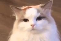 GIF|啊我的小心脏!这是什么神仙猫咪,好想偷