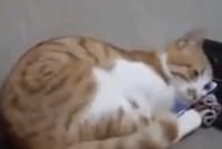 GIF|看到已故主人视频后 猫咪这个动作让人泪目