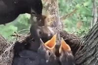 GIF|劝君莫打三春鸟 子在巢中盼母归