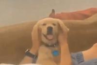 GIF|狗子被“蹂躏”:这就是当初不让你养我的那个人?