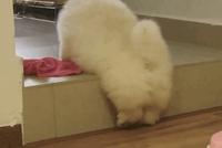 GIF|上辈子一定是个长腿欧巴,今生成为一只短腿狗