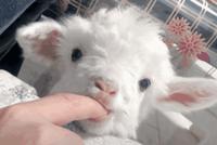 GIF|朋友你看,养猫养狗都out了!现在流行撸羊