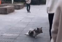 GIF|宠物界戏精一哥 小狗装残疾讨要好吃的