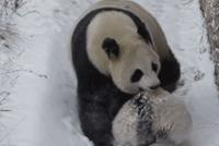 GIF|被命运扼住的后颈皮