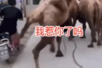 GIF|这一脚踢得我不厚道笑了