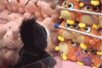 GIF|驴你为什么这么倔