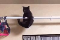 GIF|猫界优秀的体操运动员