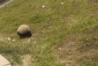 GIF| 熊猫从坡上下去的方法
