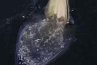 GIF|蓝鲸进食的一口有多大?