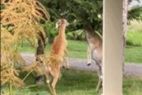 GIF|没想到鹿打架这么认真