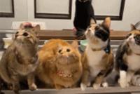 GIF|被光点吸引的猫咪们