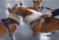 GIF|真实的狗仗人势