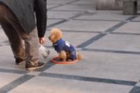 GIF|被施了魔法的狗狗