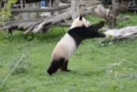 GIF|功夫熊猫现世
