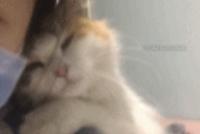 GIF|被小猫治愈,只需要一瞬间