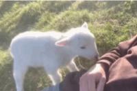 GIF|超治愈的小羊羔
