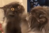 GIF|对自己的样子极其不满意
