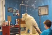 GIF|制造蒲公英
