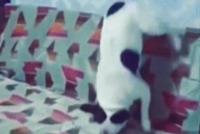 GIF|论反弹