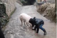 GIF|冬天抓一只猪有多难