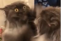 GIF|对自己的样子极其不满意