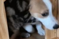 GIF|上被猫咪囚禁的狗狗