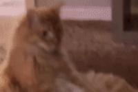 GIF|猫咪的瑜伽小课堂