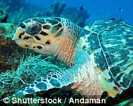 　　研究人员对3种海龟物种进行了研究——绿海龟（Chelonia mydas）、玳瑁（Eretmochelys imbricata）和红海龟（Caretta caretta）。通过在网络上寻找海龟照片，发现它们脚蹼的特殊功能。