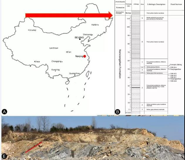化石发现产地及层位