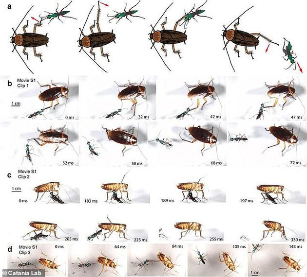　　美国范德堡大学生物学家肯•卡塔尼亚（Ken&nbsp;Catania）说：“蟑螂拥有一系列抵御僵尸制造者的防御行为，我们将该行为称为‘防守姿势’，就像击剑比赛的动作一样。”