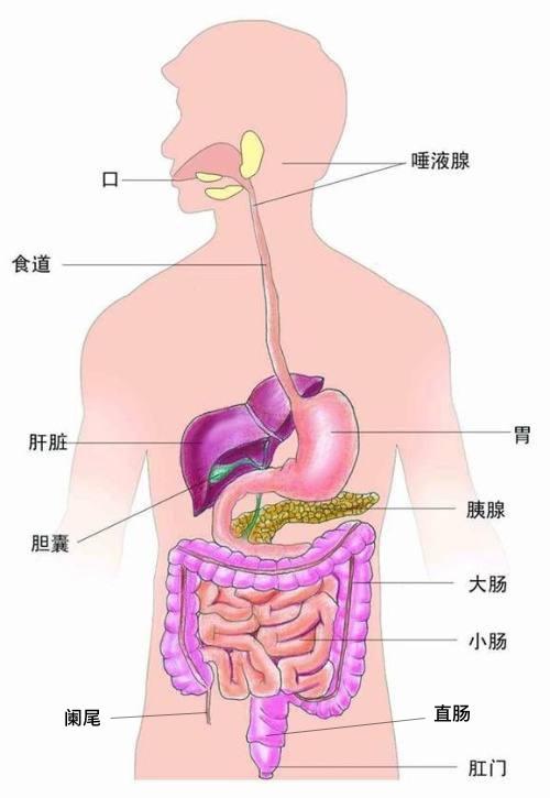 从食物到便便，我们的消化系统是如何工作的？_手机新浪网