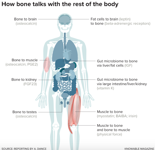 物理力和化学信息都可以帮助骨头与其它器官开展交流。
