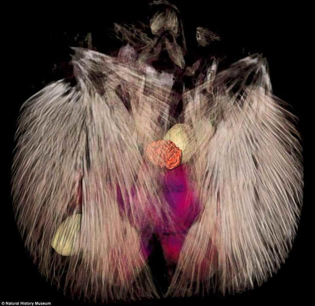 　　最新柳叶刀肝吸虫附着在蜗牛黏液球上，之后黏液球被蚂蚁吞入腹中。蚂蚁成为第二宿主体，该阶段这种寄生虫出现奇特的转变，图中红色部分是一只寄生虫进入蚂蚁大脑，并操控蚂蚁行为。其余的寄生虫则潜伏在蚂蚁腹部等待时机的到来。