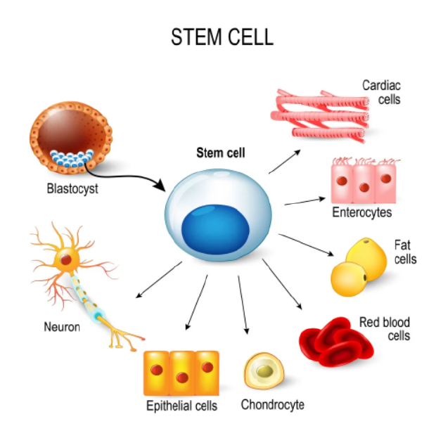 左：水螅虫的再生。水螅具有可以再生的干细胞，使其接近永生的状态。右：涡虫的再生