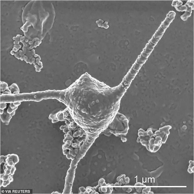 　　1、科学家表示，在日本深海淤泥中发现的一种神秘微生物是古代细菌与孕育人类的多细胞生物之间的缺失环节。