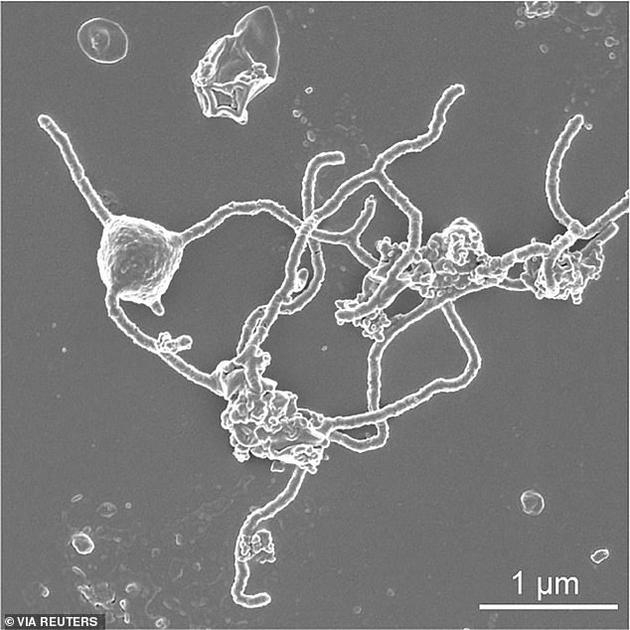 　　2、日本一支研究小组通过诱导该生物在实验室生长全面分析其特性，通常该生物生活在海面之下1.5英里的深海淤泥中。