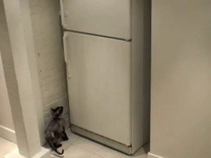 GIF|会开冰箱!这喵这么聪明的吗?