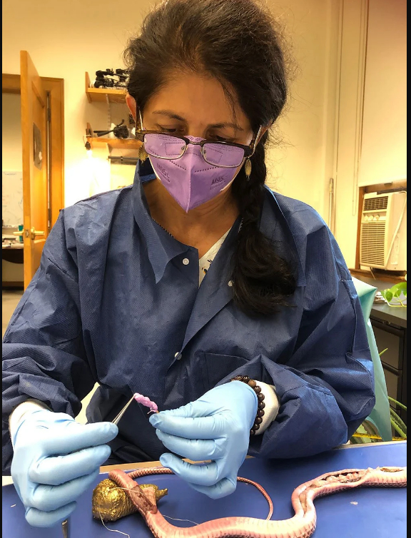 2021年9月，布伦南在曼荷莲文理学院的实验室里解剖了一条雌性马鞭蛇。