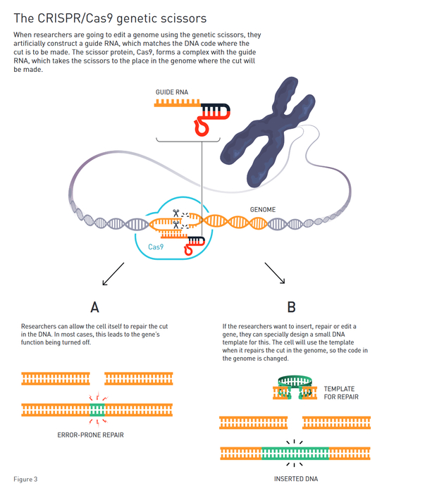 CRISPR/Cas9基因剪刀