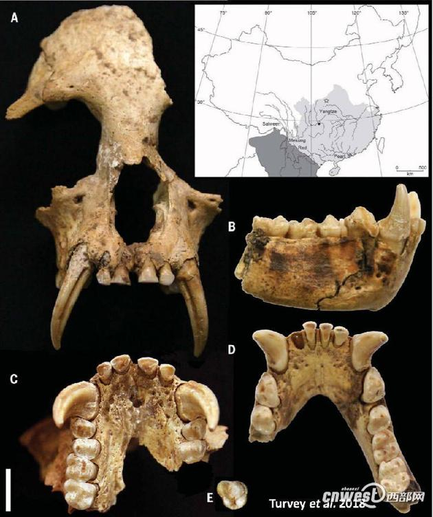 　　此前从未在坟墓内发现过长臂猿，从在墓中的放置表明它曾被当作宠物饲养，可能因此加速了它的灭绝。