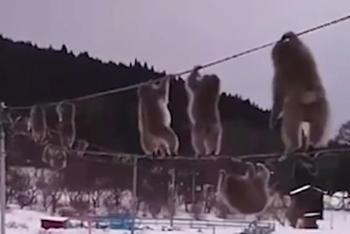 猕猴高空走电线取暖