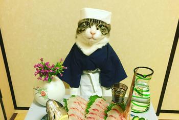 日本猫咪Cos各种角色