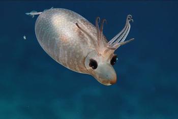 夏威夷海发现罕见生物