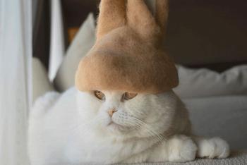 用猫毛给猫做一顶帽子