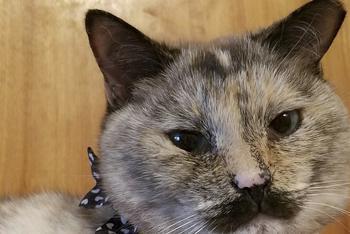 猫咪长小胡子似卓别林