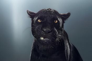 摄影师拍不一样的大猫