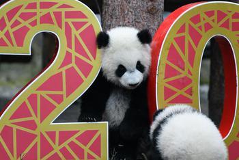 新生大熊猫亮相送祝福