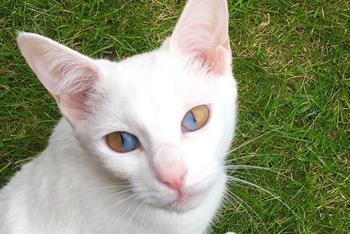 一眼球两颜色的猫