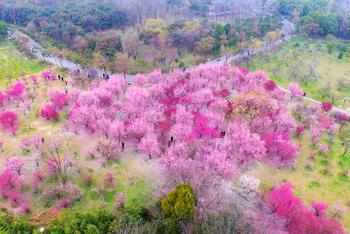 春日梅花满园美景醉人